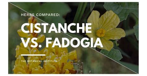 The combination was requested. . Fadogia agrestis vs cistanche